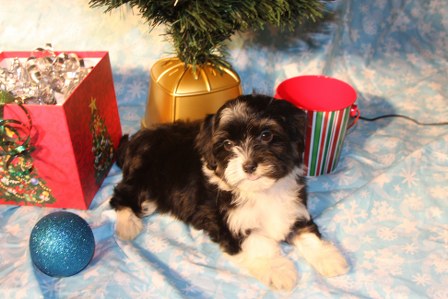 havanese-puppies